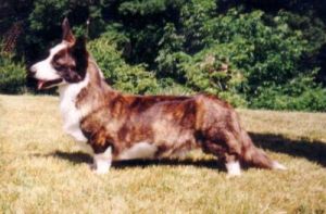 Ch and U.K Ch Phi-Vestavia Evan Evans